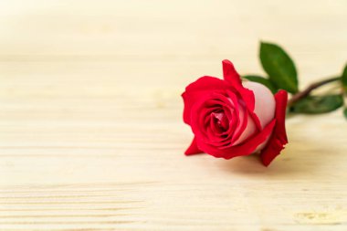 ahşap arka plan üzerinde kırmızı gül