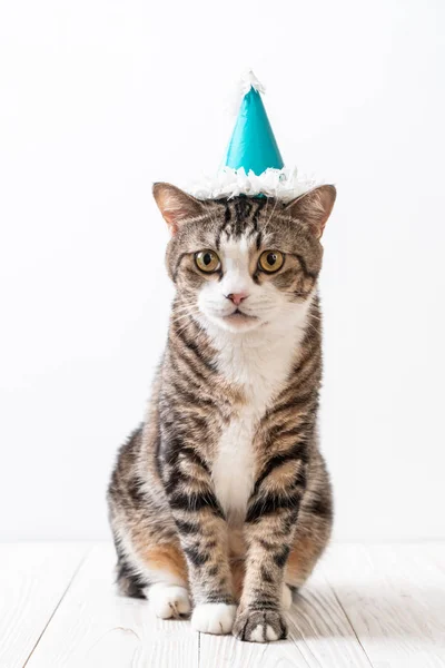 Lindo Gato Gris Con Sombrero Fiesta —  Fotos de Stock