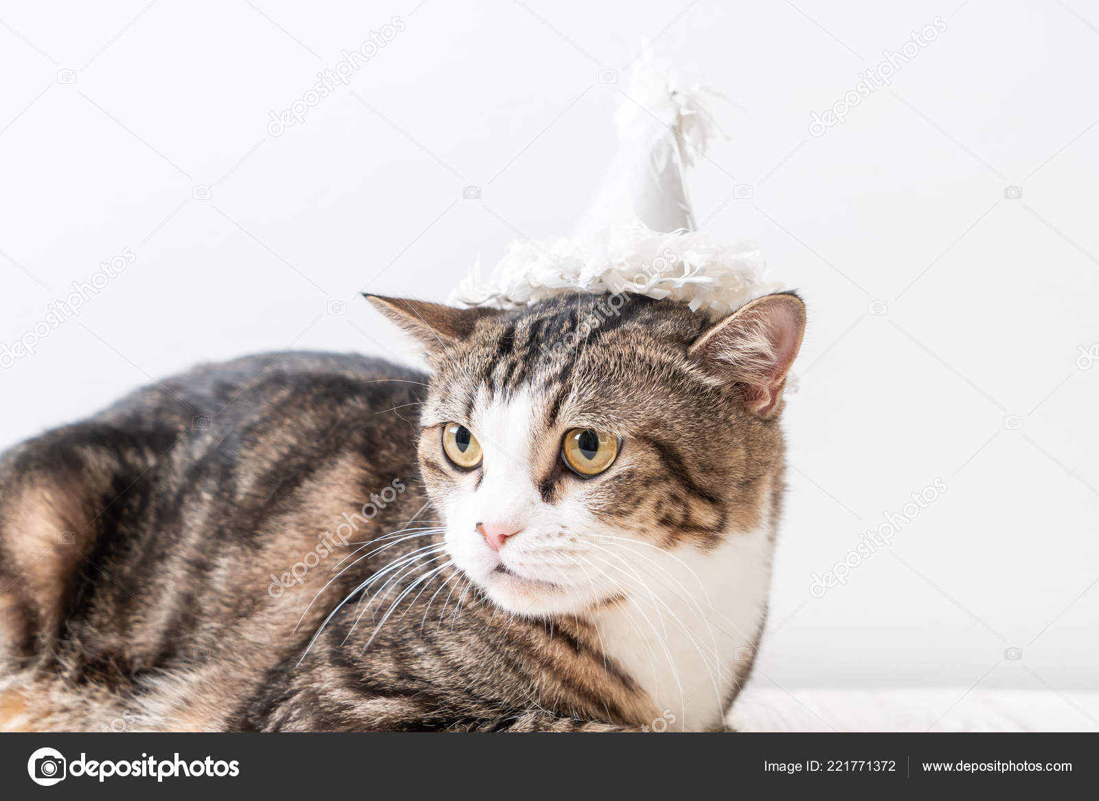 Mignon Chat Gris Avec Chapeau Fete Image Libre De Droit Par Topntp C Mignon Chat Gris Avec Chapeau Fete Image Libre De Droit Par Topntp C