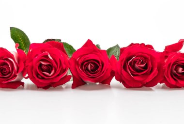kırmızı gül beyaz arkaplanda izole