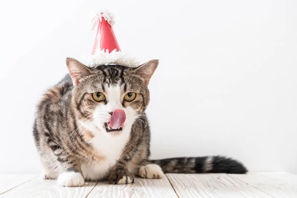 cute grey cat with party hat