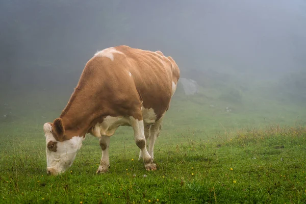 cow on hill with foggy