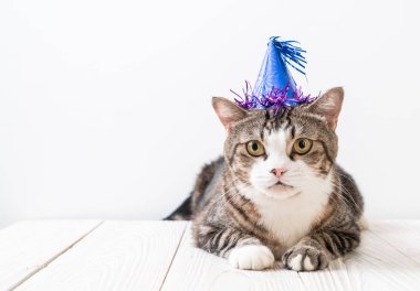 parti şapkası ile şirin gri kedi