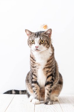 parti şapkası ile şirin gri kedi