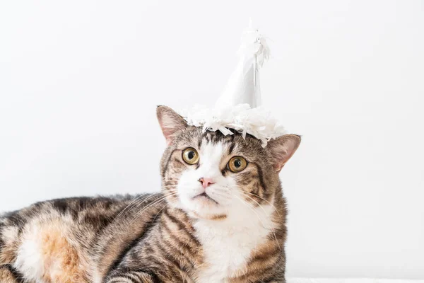 Ładny Szary Kot Party Hat — Zdjęcie stockowe