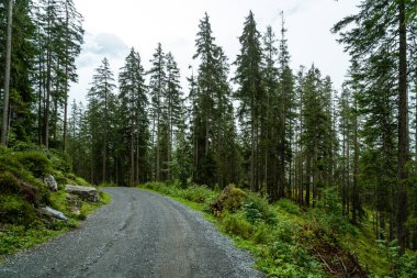 tepe üzerinde boş yolu ile orman ve sisli