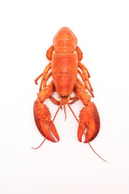 Beyaz arka plan üzerinde izole pişmiş ıstakoz