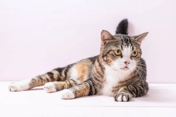 Niedliche Graue Katze Auf Rosa Hintergrund — Stockfoto