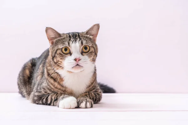 Söt Grå Katt Rosa Bakgrund — Stockfoto