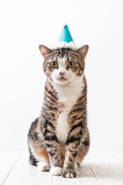 Gato Cinza Bonito Com Chapéu Festa — Fotografia de Stock