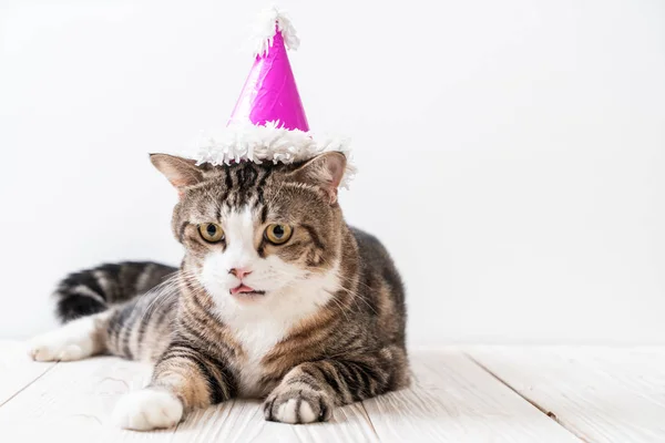 Lindo Gato Gris Con Sombrero Fiesta —  Fotos de Stock