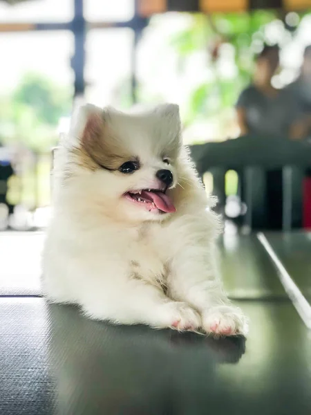 Λευκό Και Χαριτωμένο Κουτάβι Pomeranian — Φωτογραφία Αρχείου