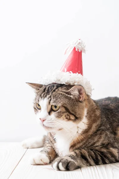 cute grey cat with party hat