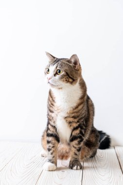 kopya alanı ile ahşap arka plan üzerinde şirin ve gri kedi