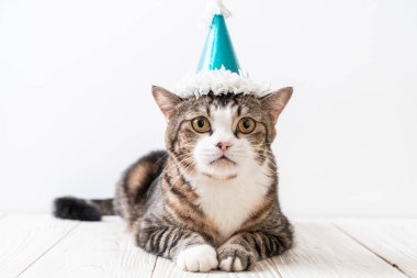 parti şapkası ile şirin gri kedi