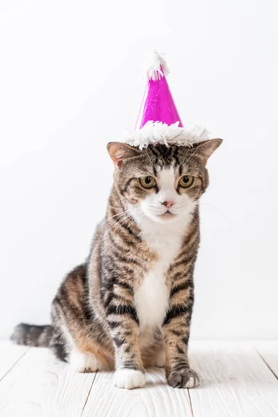 Gato Cinza Bonito Com Chapéu Festa — Fotografia de Stock