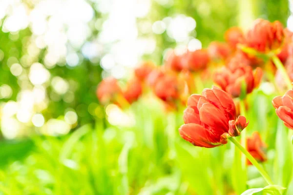 Beautiful Colorful Tulips Garden Selective Focus Point — Stock Photo, Image