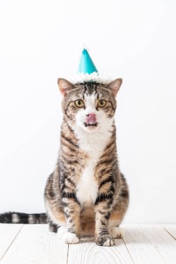 parti şapkası ile şirin gri kedi