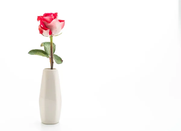 Red Rose Isolated White Background — Stock Photo, Image