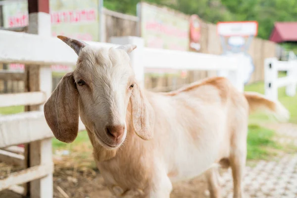 Cute Baby Goat Farm — Stock Photo, Image