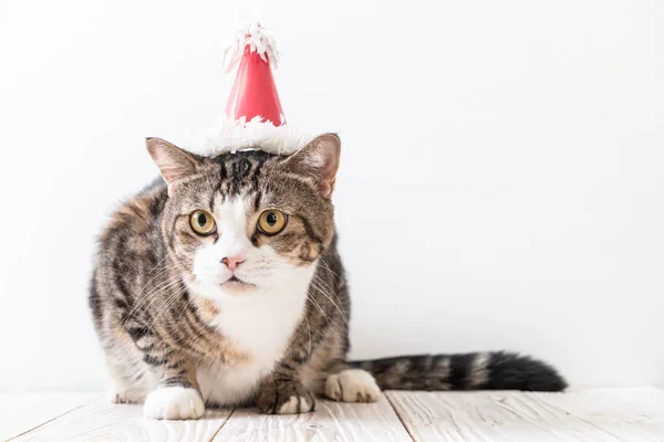 Ładny Szary Kot Party Hat — Zdjęcie stockowe