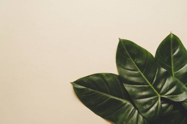 Monstera bırakmak kopya alanı ile renk arka plan üzerinde