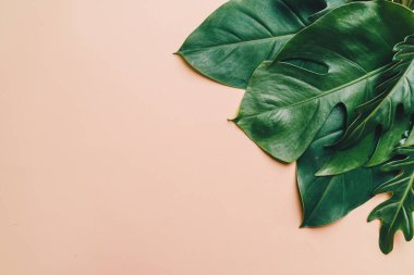 Kopya alanı ile renk arka plan üzerinde tropikal palmiye yaprakları