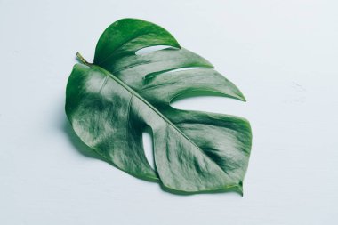 Monstera bırakmak kopya alanı ile renk arka plan üzerinde