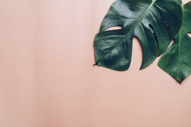 Monstera bırakmak kopya alanı ile renk arka plan üzerinde