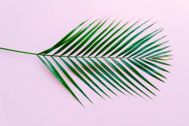Kopya alanı ile renk arka plan üzerinde tropikal palmiye yaprakları