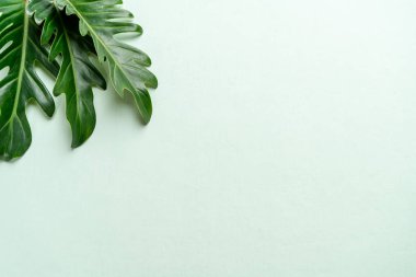 Monstera bırakmak kopya alanı ile renk arka plan üzerinde