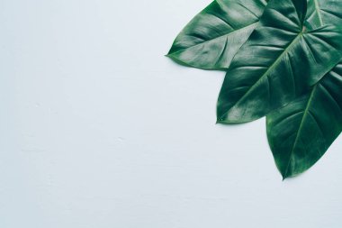 Monstera bırakmak kopya alanı ile renk arka plan üzerinde