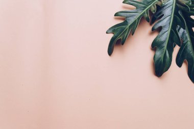 Monstera bırakmak kopya alanı ile renk arka plan üzerinde