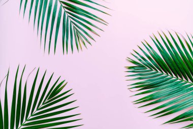 Kopya alanı ile renk arka plan üzerinde tropikal palmiye yaprakları
