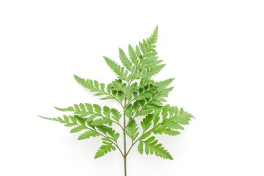 Beyaz arkaplanda yalıtılmış tropikal yapraklar