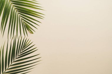 Kopya alanı ile renk arka plan üzerinde tropikal palmiye yaprakları