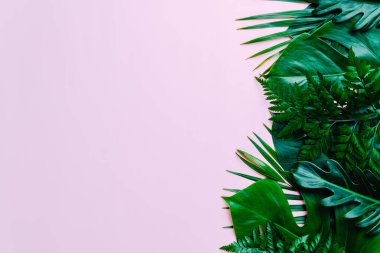 Kopya alanı ile renk arka plan üzerinde tropikal palmiye yaprakları