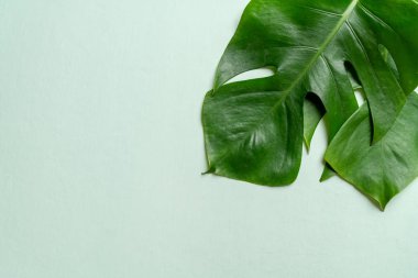 Monstera bırakmak kopya alanı ile renk arka plan üzerinde