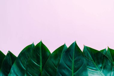 Monstera bırakmak kopya alanı ile renk arka plan üzerinde