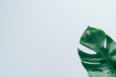Monstera bırakmak kopya alanı ile renk arka plan üzerinde