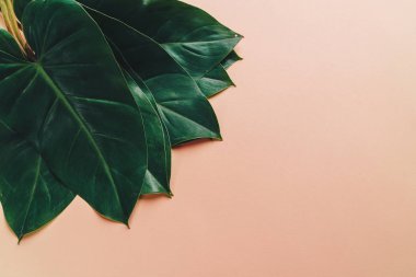 Monstera bırakmak kopya alanı ile renk arka plan üzerinde