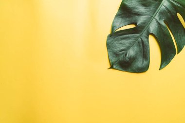 Monstera bırakmak kopya alanı ile renk arka plan üzerinde
