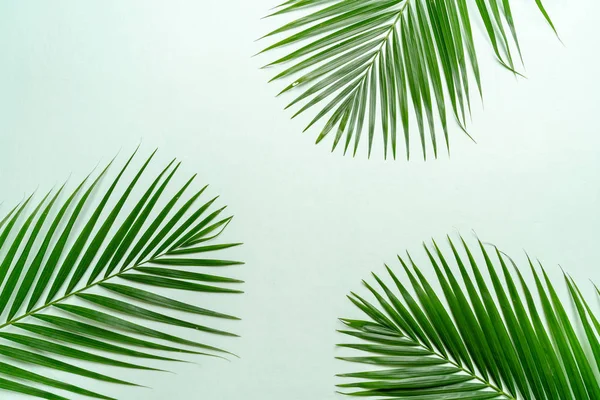 Kopya alanı ile renk arka plan üzerinde tropikal palmiye yaprakları