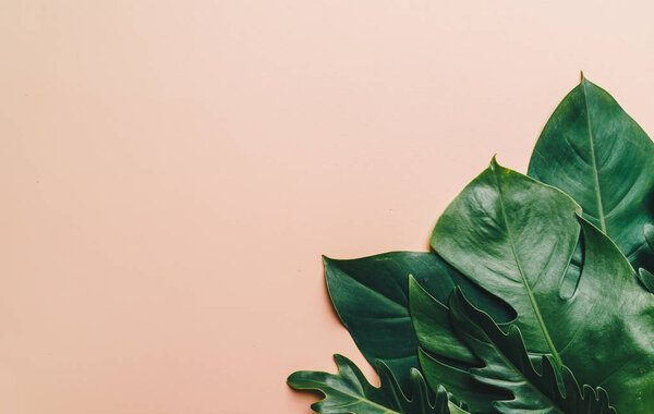 Tropical palm leaves on color background with copy space