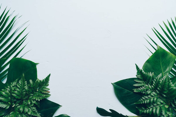 Tropical palm leaves on color background with copy space