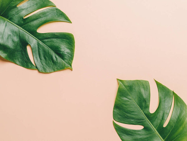 Monstera leave on color background with copy space