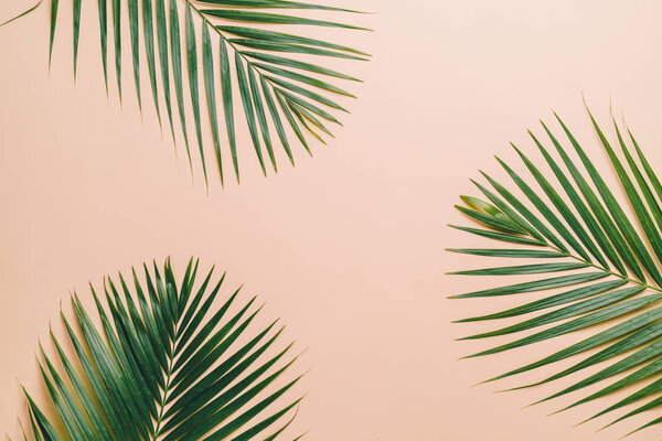 Тропические пальмовые листья на цветном фоне с копировальным местом
