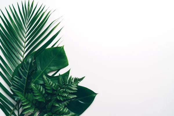 Tropische Palmenblätter Auf Farbigem Hintergrund Mit Kopierraum — Stockfoto
