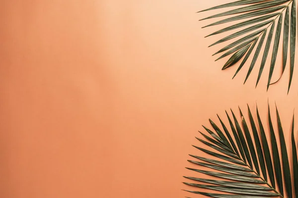 Тропические Пальмовые Листья Цветном Фоне Копировальным Местом — стоковое фото