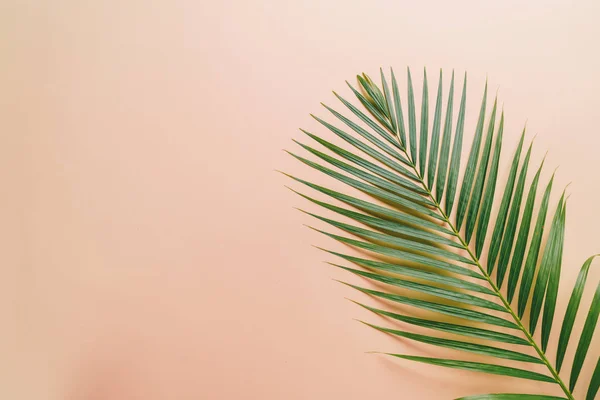 Tropical Palm Listy Barvu Pozadí Kopií Prostor — Stock fotografie